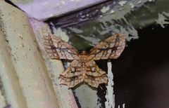 Fritillerinnys clathraria