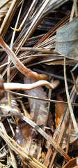 Collybiopsis villosipes