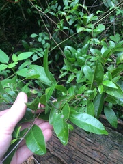Ximenia americana
