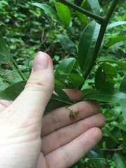 Ximenia americana