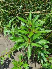 Ludwigia elegans