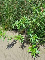 Ludwigia elegans