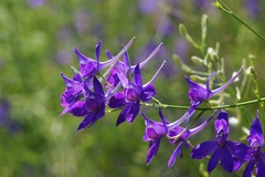 Delphinium consolida paniculatum