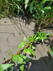Ludwigia elegans