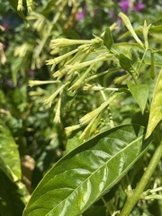 Cestrum