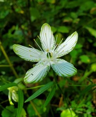 Parnassia grandifolia