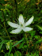 Parnassia grandifolia