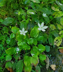 Parnassia grandifolia