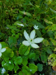 Parnassia grandifolia