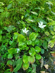 Parnassia grandifolia
