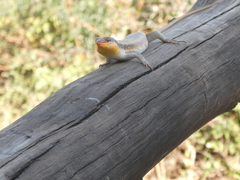Trachylepis wahlbergii