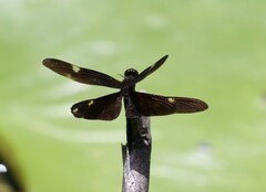 Rhyothemis princeps