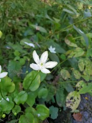 Parnassia grandifolia