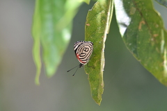 Diaethria candrena