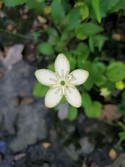 Parnassia grandifolia