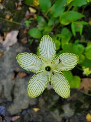 Parnassia grandifolia