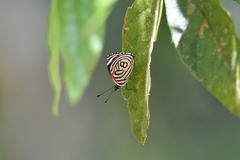 Diaethria candrena
