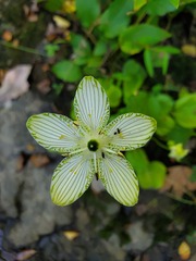 Parnassia grandifolia