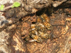 Apis mellifera scutellata