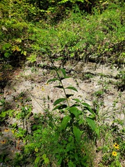 Silphium asteriscus trifoliatum