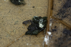 Tomocerinae