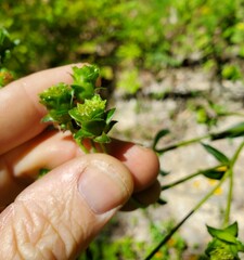 Silphium asteriscus trifoliatum