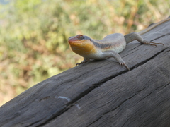 Trachylepis wahlbergii