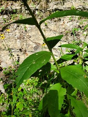 Silphium asteriscus trifoliatum