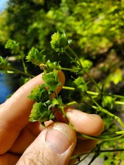 Silphium asteriscus trifoliatum