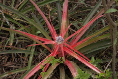 Bromelia serra
