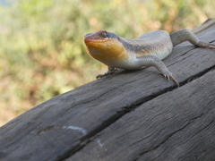Trachylepis wahlbergii