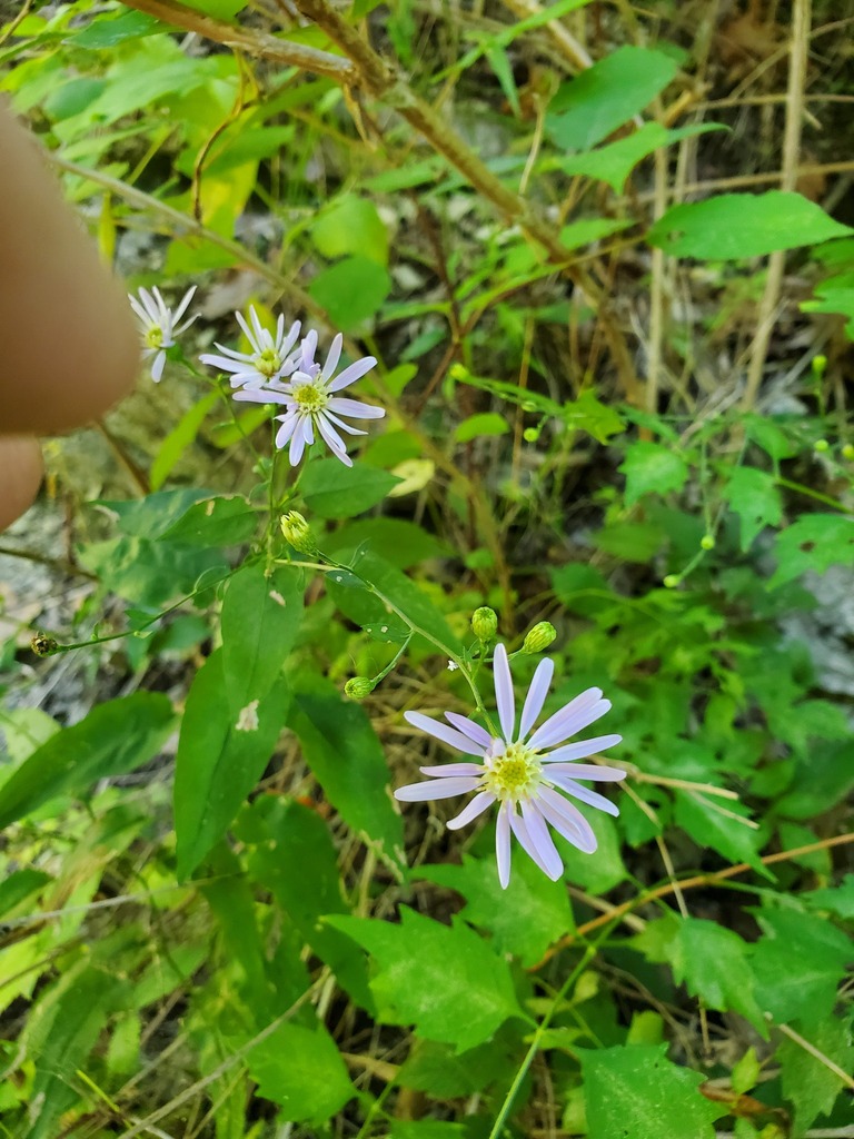 Short's aster in September 2022 by Eric Keith · iNaturalist