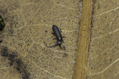 Tomocerinae