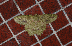 Herochroma baibarana