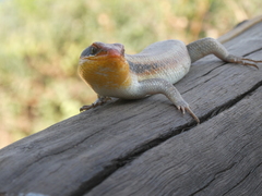 Trachylepis wahlbergii