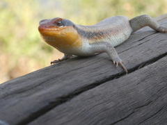 Trachylepis wahlbergii
