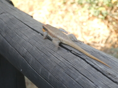 Trachylepis wahlbergii