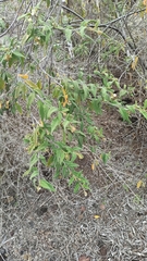 Varronia leucophlyctis