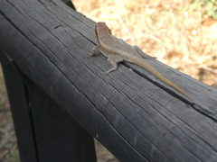 Trachylepis wahlbergii