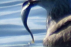 Oligoplites saurus