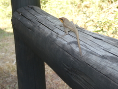Trachylepis wahlbergii