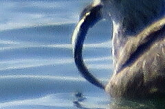 Oligoplites saurus