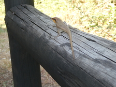 Trachylepis wahlbergii
