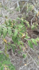 Varronia leucophlyctis