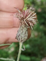 Cirsium muticum
