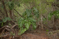 Thaumatophyllum undulatum