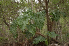 Thaumatophyllum undulatum