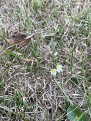 Nothoscordum