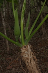 Thaumatophyllum undulatum