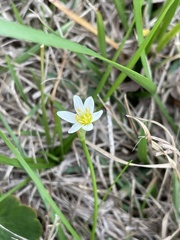 Nothoscordum